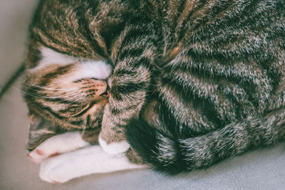 Close-up of cat sleeping