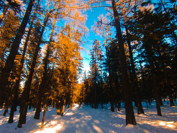 Trees in forest during winter