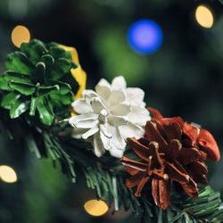 Close-up of pine cones on christmas tree against defocused lights