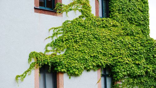 Close-up of ivy growing on tree in front of building