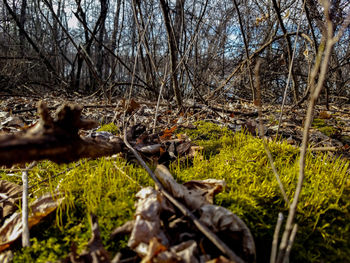 Plants and trees in forest against sky