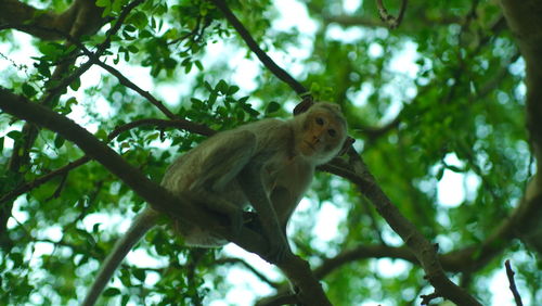 Low angle view of monkey on tree