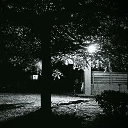 Trees against sky at night