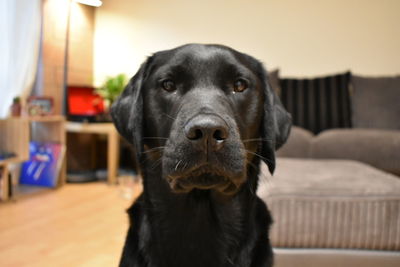 Close-up portrait of black dog at home