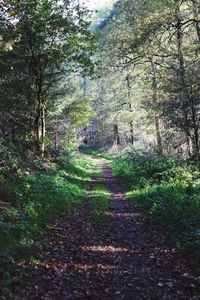 Walkway amidst trees in forest