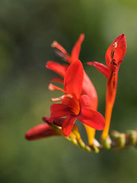 Close-up of red flower