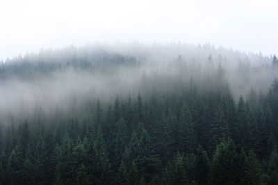 Scenic view of forest against sky during foggy weather