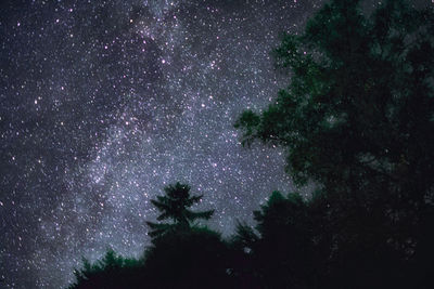 Low angle view of trees against star field