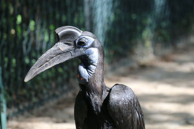 Close-up of pelican