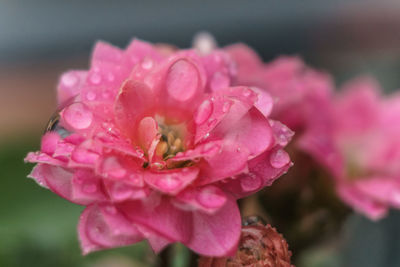 Close-up of pink flower