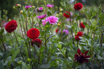 Close-up of red flowering plants on field