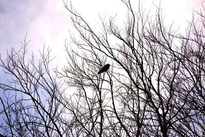 Low angle view of silhouette bird flying against sky