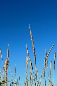 Low angle view of plant against clear blue sky