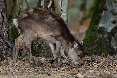 Portrait of a sika deer fawn grazing on the woods