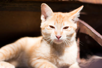 Close-up portrait of cat