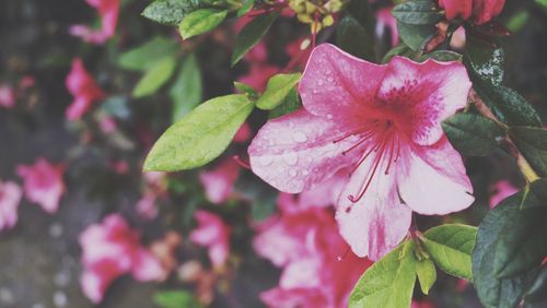 Close-up of pink flowers