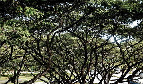 Low angle view of trees against sky