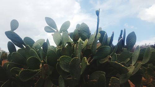 Low angle view of plants against sky