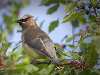 Bird perching on branch