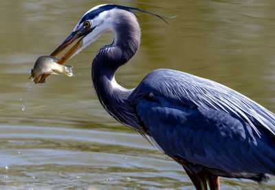 Blue heron by the lakeside with a tasty fish meal