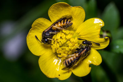 Close-up of insects on yellow flower