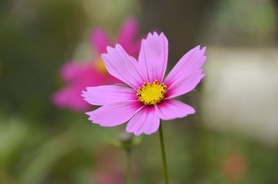 Close-up of pink flower