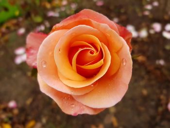 Close-up of rose blooming outdoors