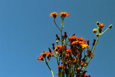 Low angle view of flowering plant against clear blue sky