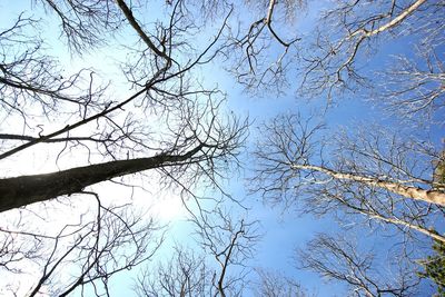 Low angle view of bare tree against sky