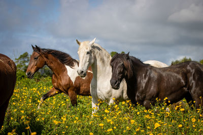Three horses together on field, between flowers, looking cute and happy.