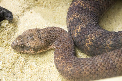 High angle view of lizard on sand at beach