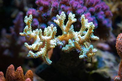 Close-up of coral in sea