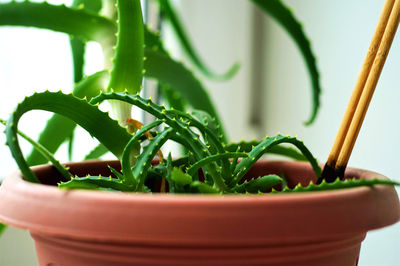 Close-up of potted plant in pot