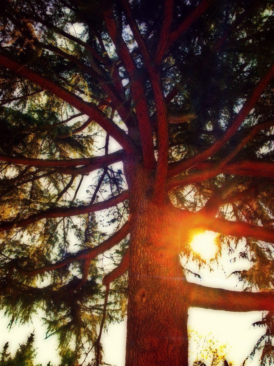 tree, low angle view, branch, growth, orange color, nature, sunlight, tree trunk, tranquility, red, beauty in nature, outdoors, no people, autumn, sun, sky, day, leaf, sunset, change