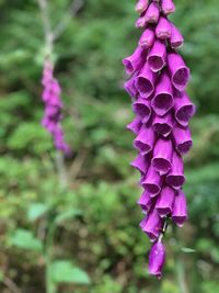Close-up of purple flowering plant