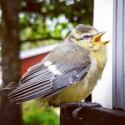 Close-up of a bird perching on wood