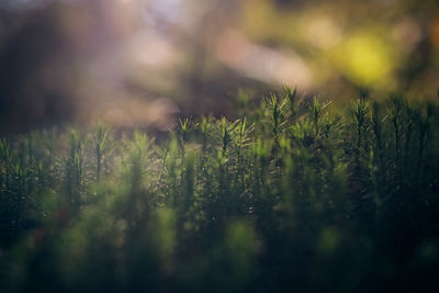 Close-up of fresh plants on field