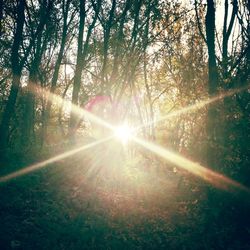 Sun shining through trees