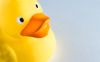 Close-up of a bird