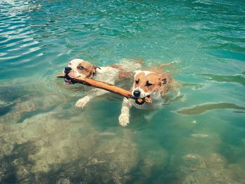 High angle view of dogs carrying stick in mouth while swimming at lake
