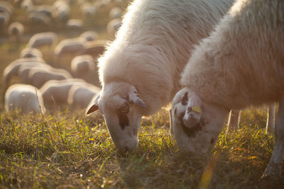 Sheep grazing in a field