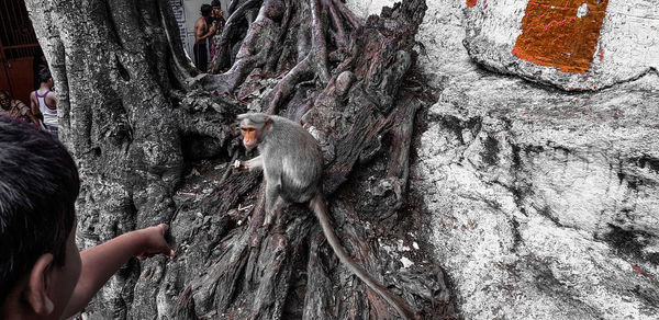 Close-up of a bird perching on tree trunk