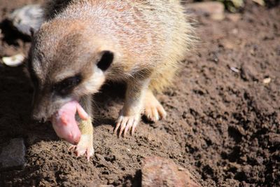 Close-up of meerkat carrying pup on field