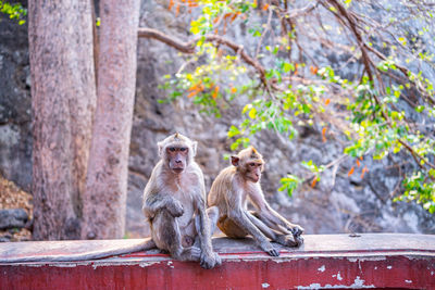 Monkey sitting on a tree