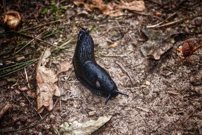 Close-up of a slug out doors