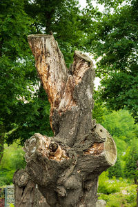 Close-up of tree stump in forest