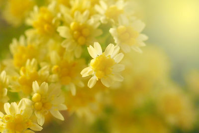 Close-up of yellow flowering plant