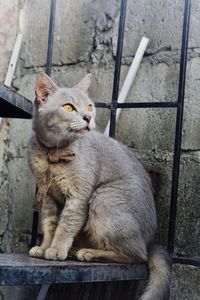 High angle view of cat looking away