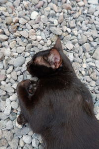 Cat lying on pebbles
