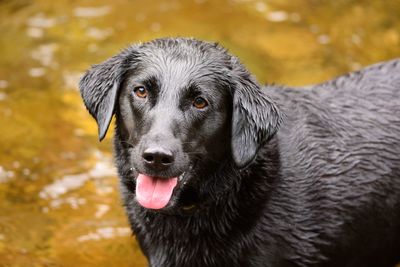 High angle portrait of wet black dog sticking out tongue while standing in lake